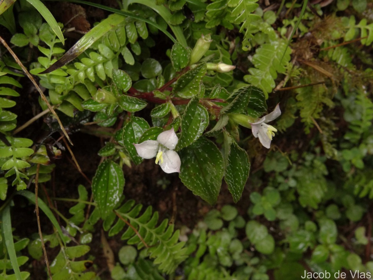 Sonerila pumila Thwaites